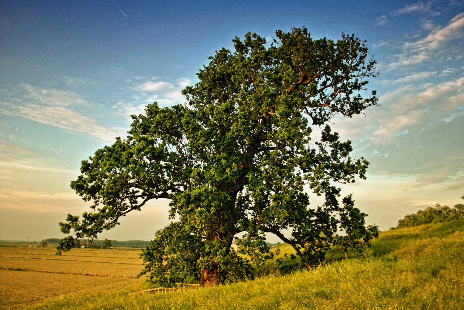 quercia secolare