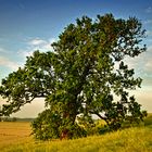 quercia secolare