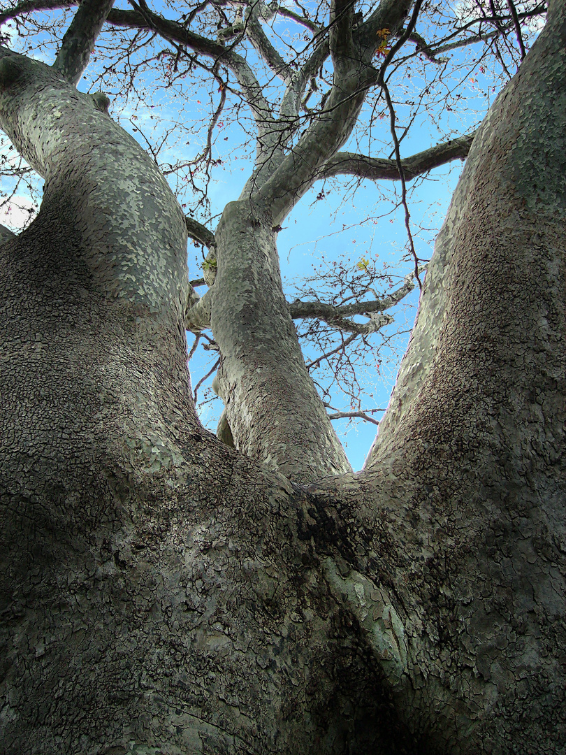 quercia secolare