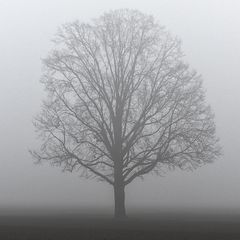 QUERCIA SOLITARIA NELLA NEBBIA DELLA PIANURA / SOLITARY OAK ON THE MISTY LOWLAND