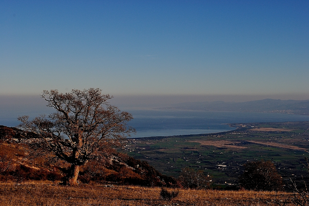 Quercia sulla pianura