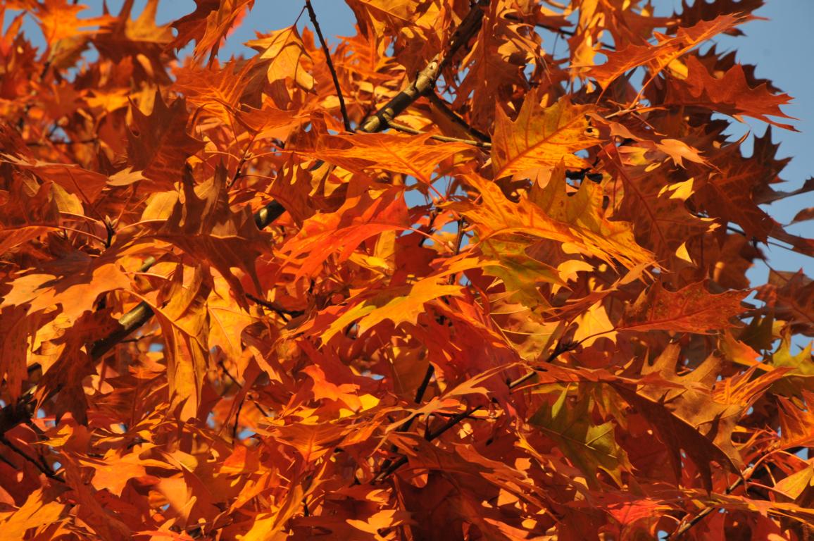 Quercus rubra im Herbst