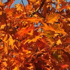 Quercus rubra im Herbst