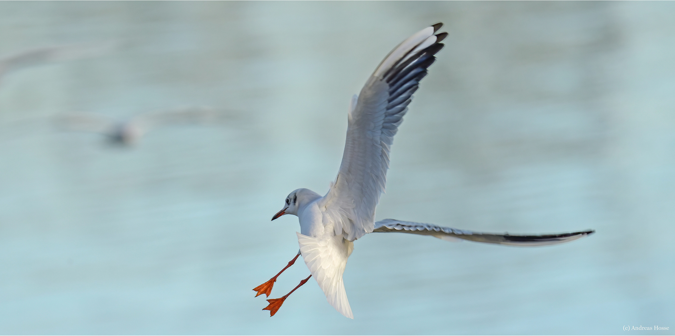 Quereinsteiger Foto & Bild | tiere, wildlife, wild lebende vögel Bilder