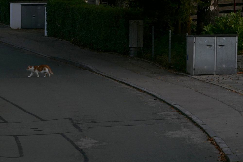 Querende Katzen von rechts haben Vorrang