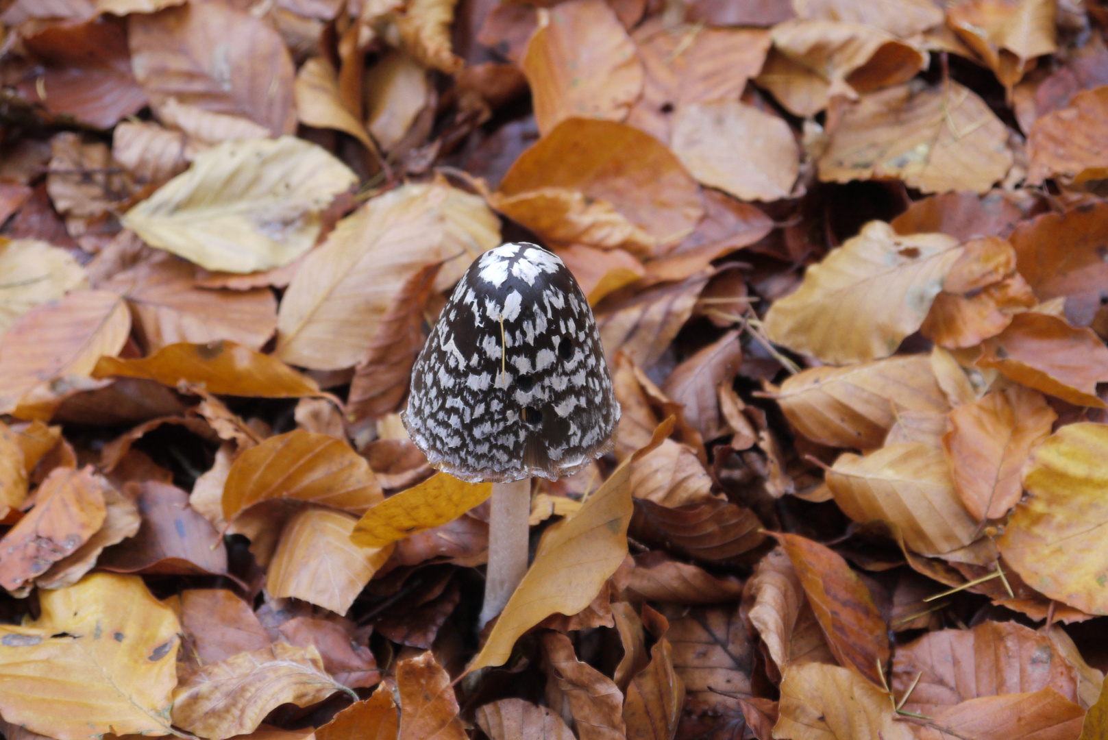 Querfeldein zum Pilz