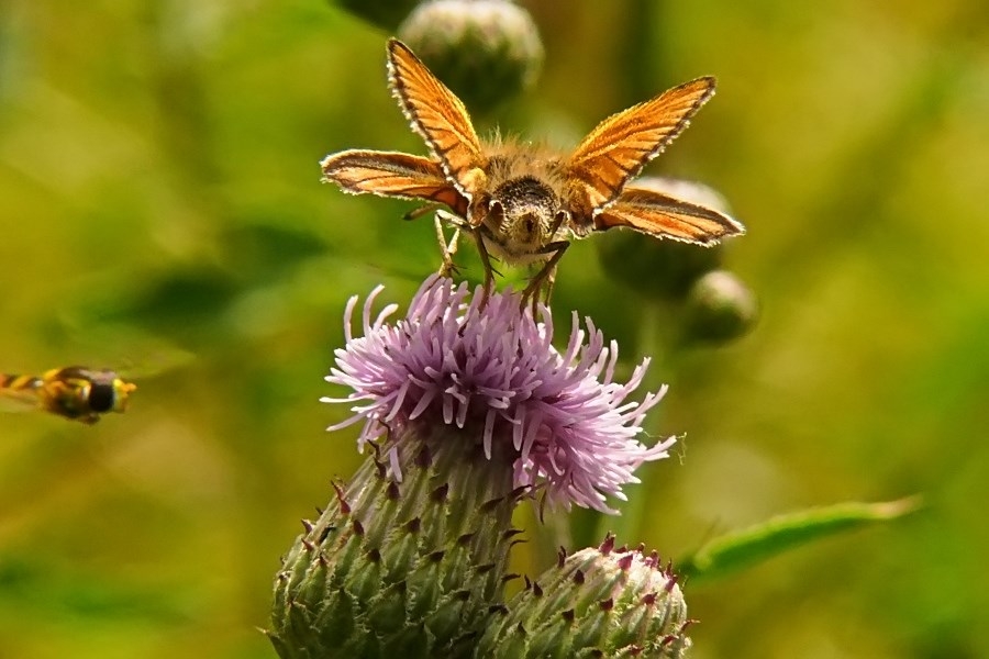 Querflieger bei Startvorbereitung