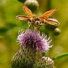 Querflieger bei Startvorbereitung