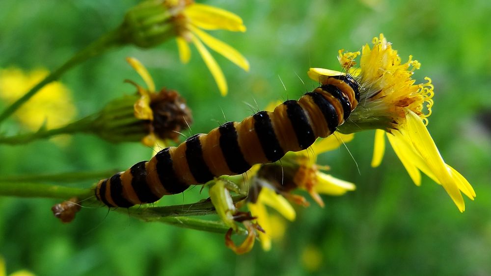 Quergestreift macht breit