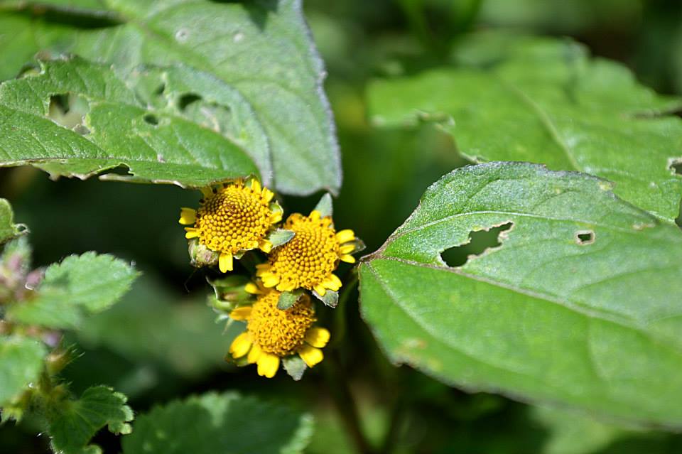 querida flor...