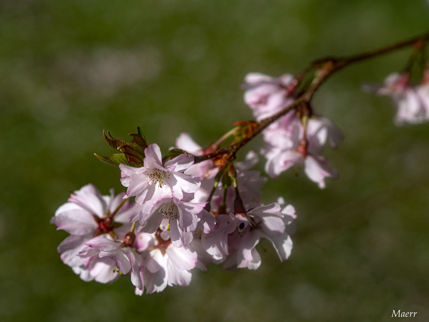 Querida Primavera......