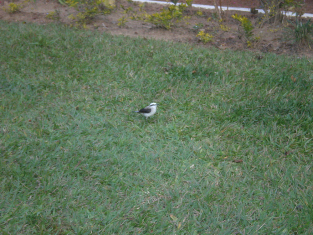 Quero Quero Saõ Paulo - Brazil