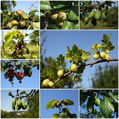 Querschnitt durch meinen Obstgarten