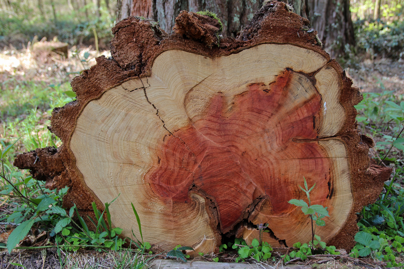 Querschnitt eines Riesenmammutbaumes (Redwood)