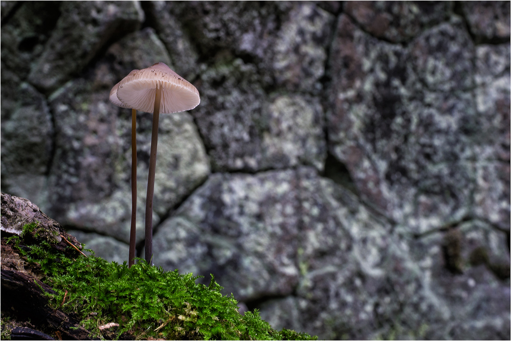 Querstehender Säulenbasalt...