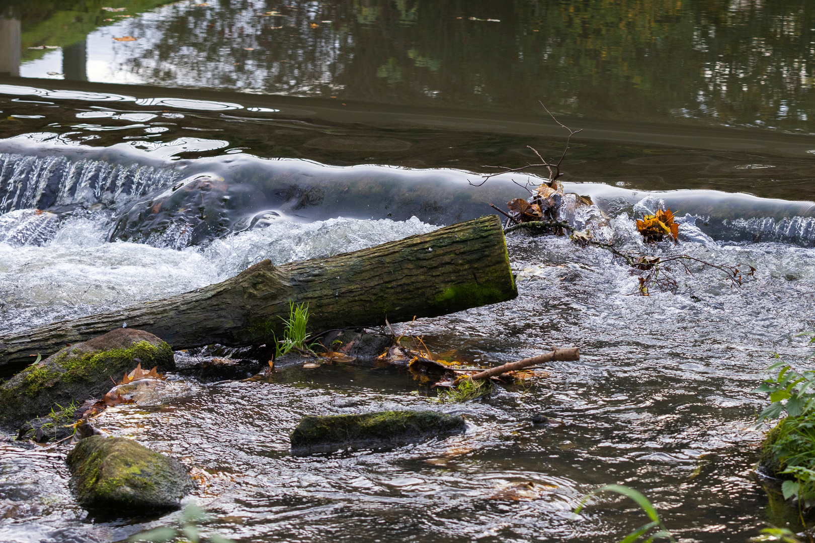 Quertreiber in der Rott