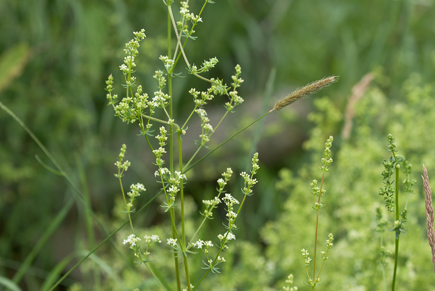 Querulant, einer tanzt immer aus der Reihe