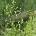 Querulant, einer tanzt immer aus der Reihe