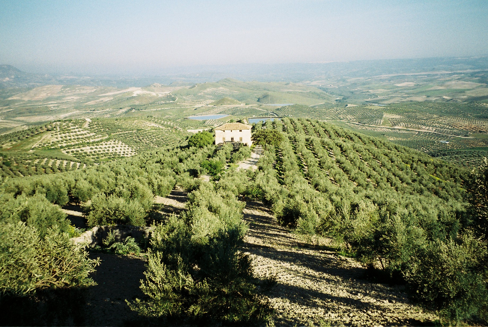 Quesada,campos de olivos