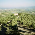 Quesada,campos de olivos