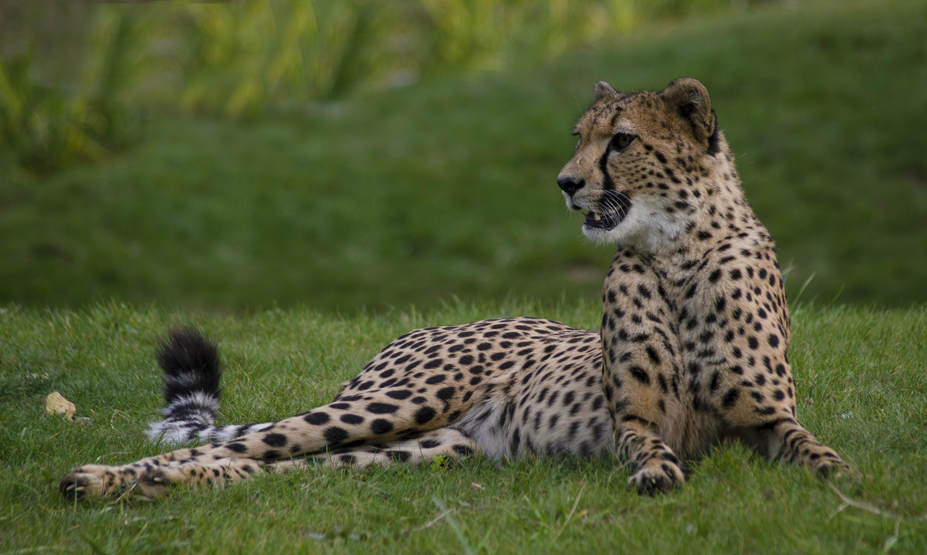 Qu'est-ce qui trouble ma sieste ? (Acinonyx jubatus, guépard)