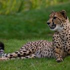 Qu'est-ce qui trouble ma sieste ? (Acinonyx jubatus, guépard)