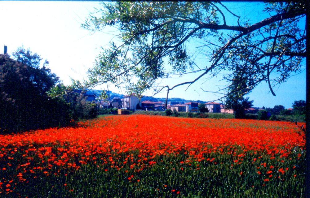 Questa e una vecchia diapo di un prato che oggi non esiste piu......