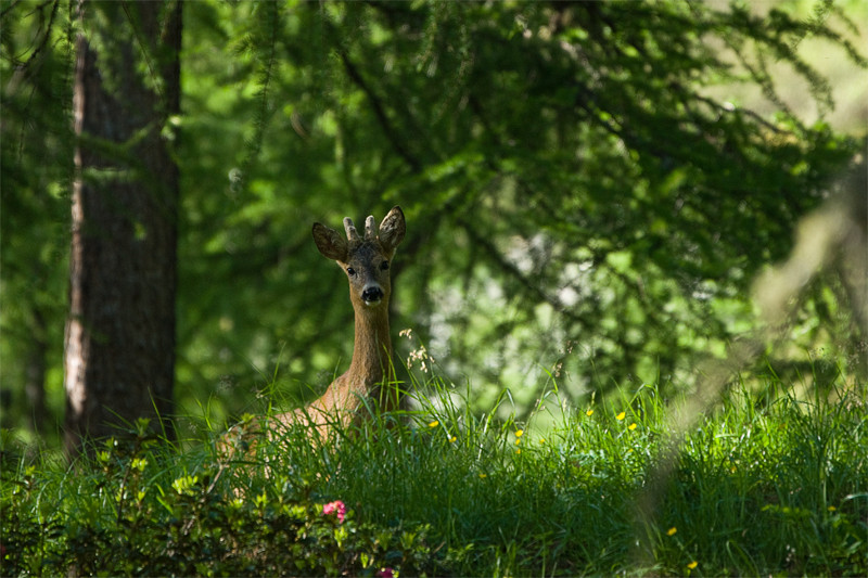 Questa mattina nel bosco.