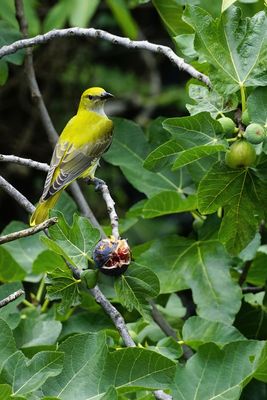Questo bel fico è tutto mio!