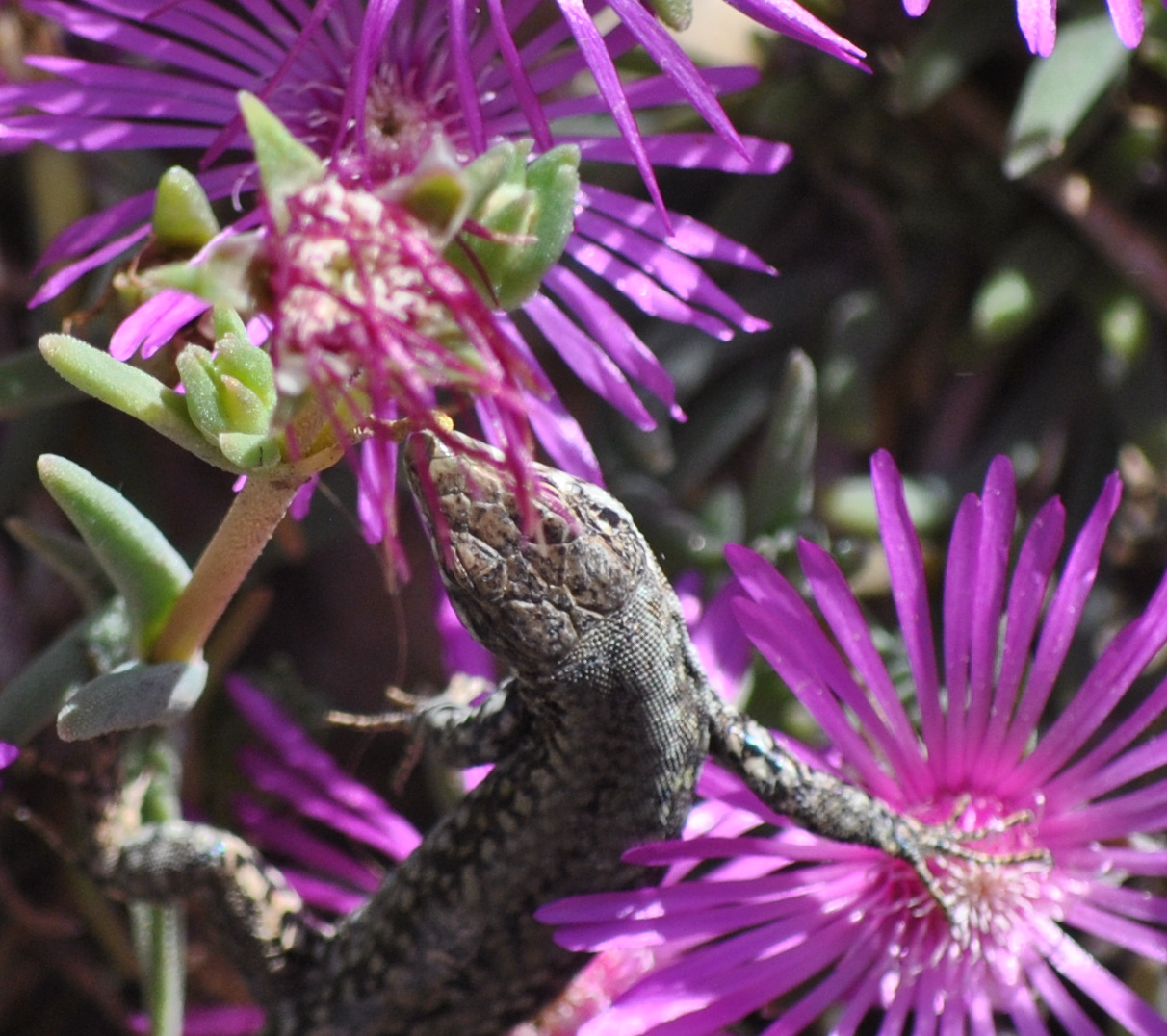 questo è il giardino personale del piccolo dinosauro...