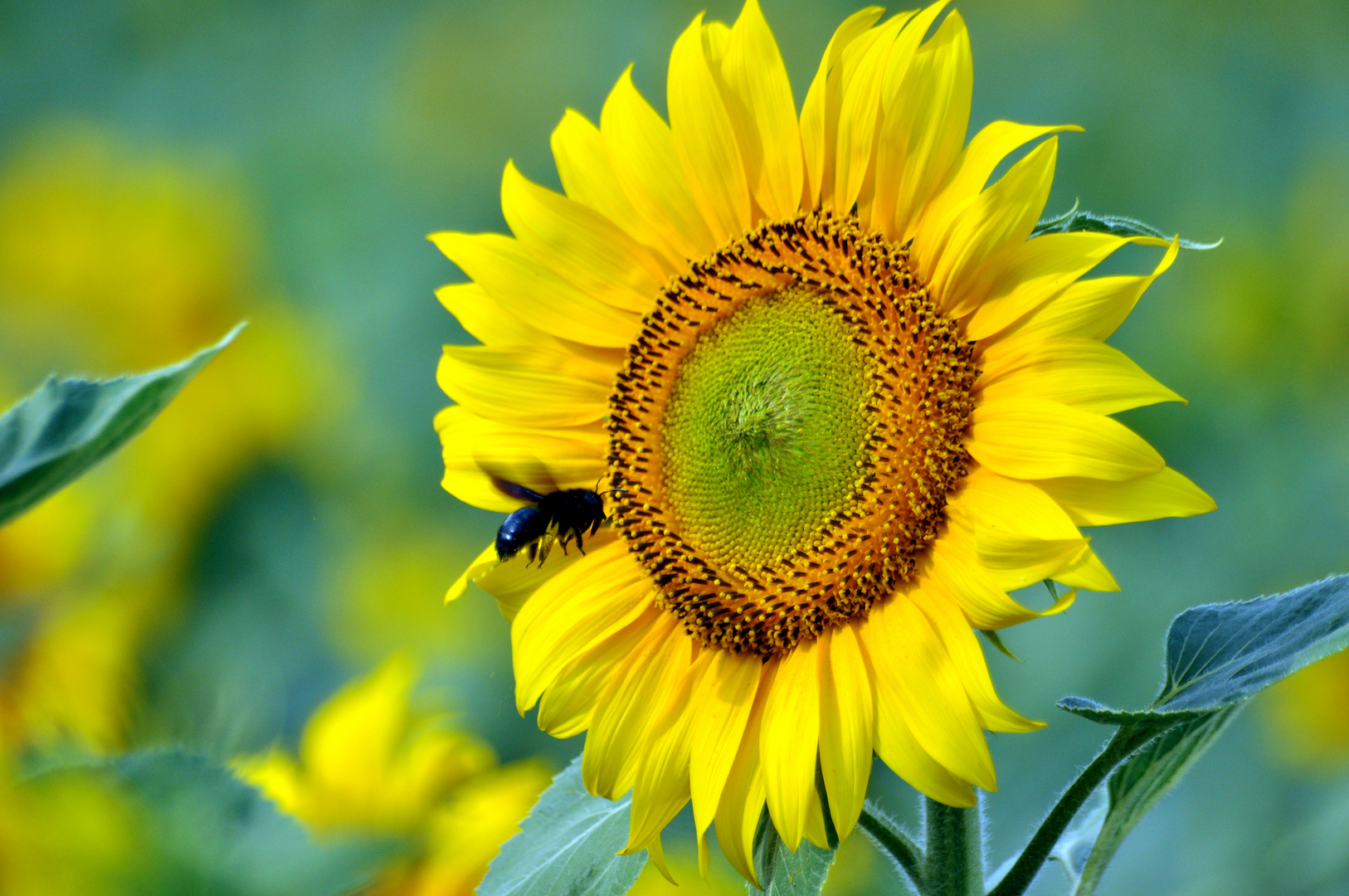 .." questo girasole è tutto mio...!"