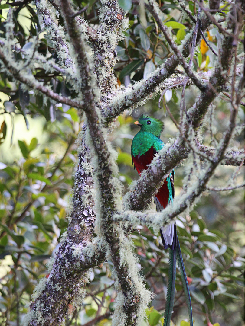 Quetzal