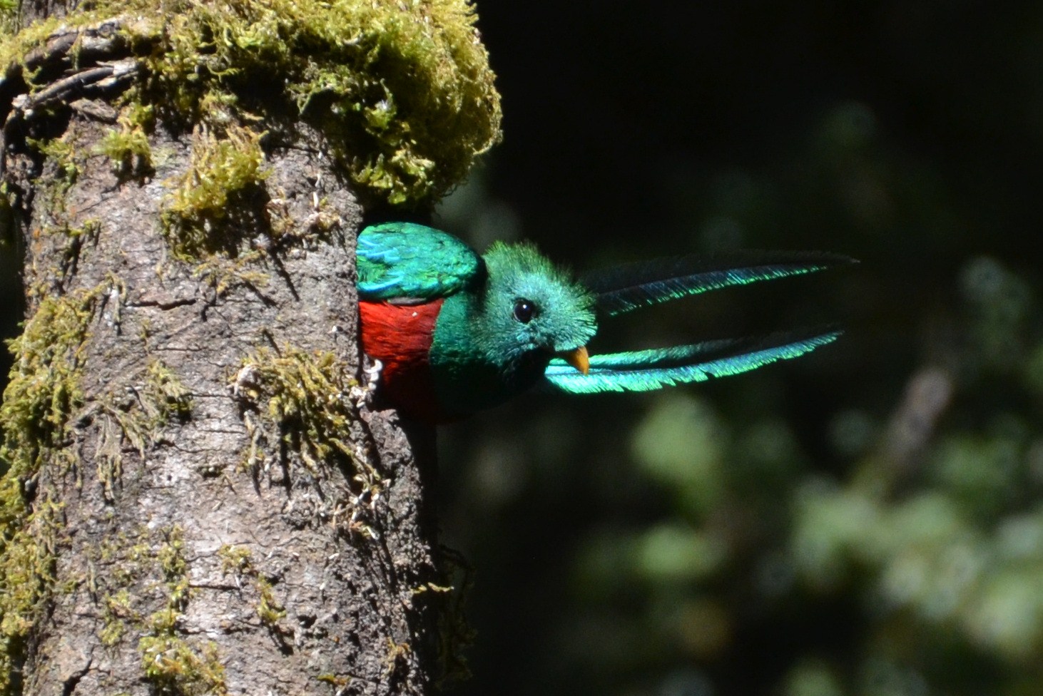 Quetzal 