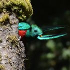 Quetzal 