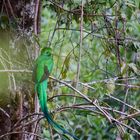 Quetzal