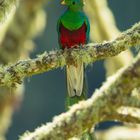 Quetzal