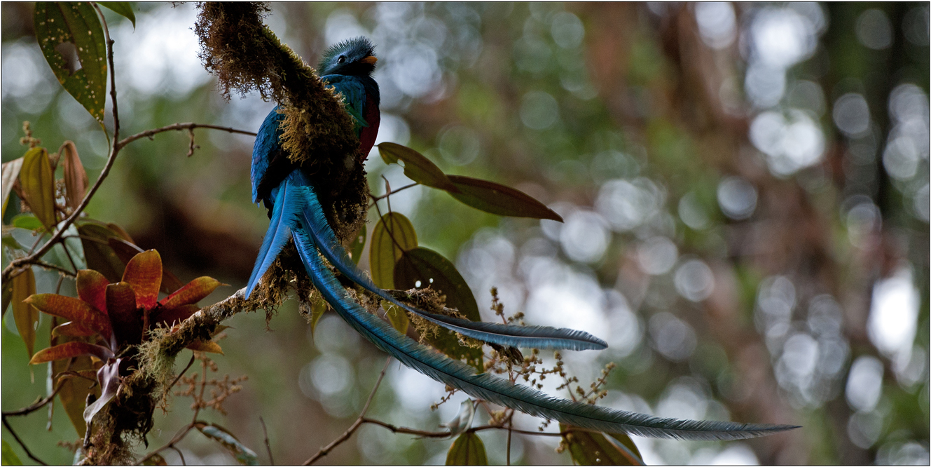 QUETZAL