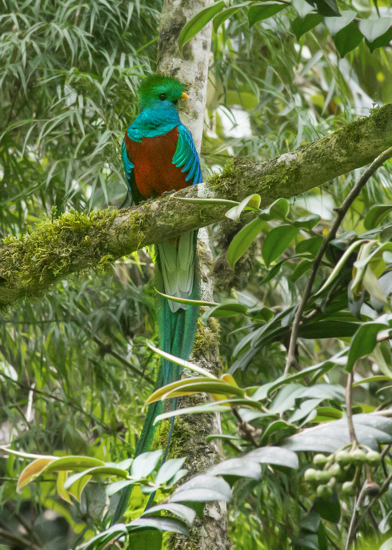 Quetzal