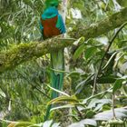 Quetzal