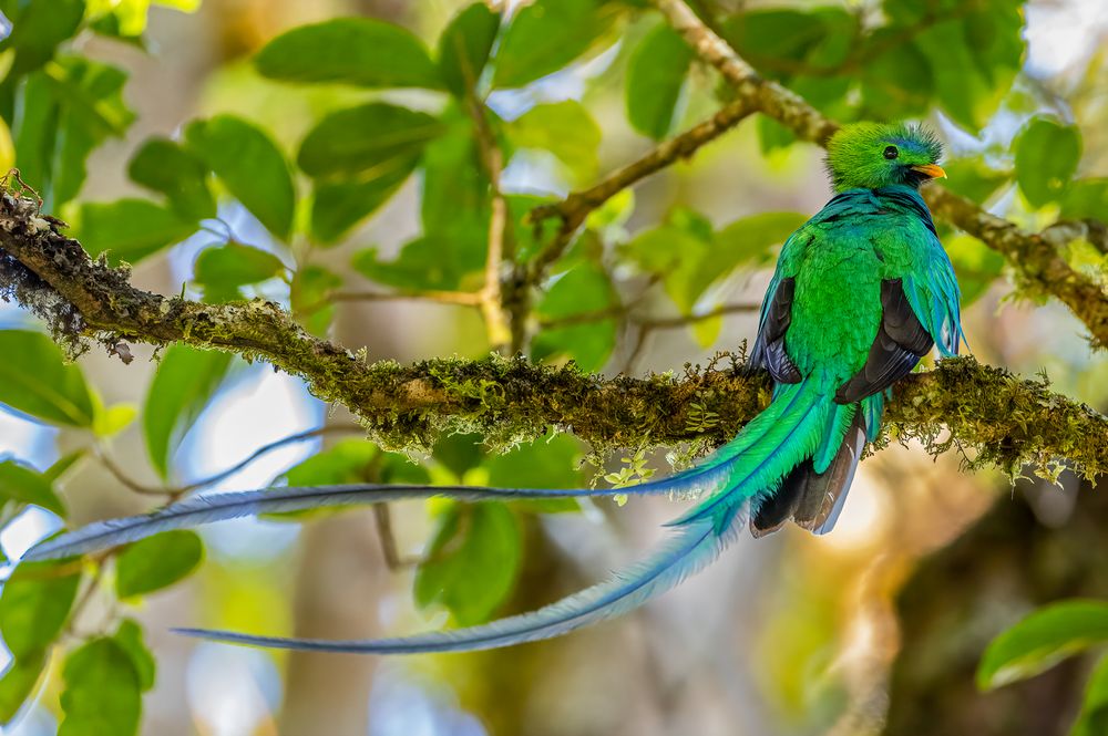 Quetzal Foto & Bild fotos, natur, landschaft Bilder auf