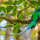 Quetzal