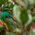 Quetzal