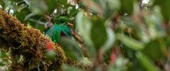 Quetzal