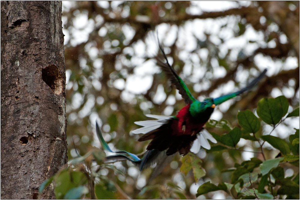 Quetzal 3/6