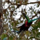 Quetzal 3/6