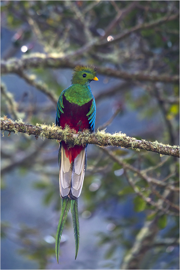 Quetzal