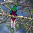 Quetzal