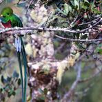 Quetzal