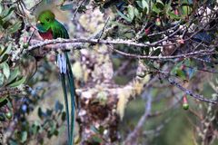 Quetzal