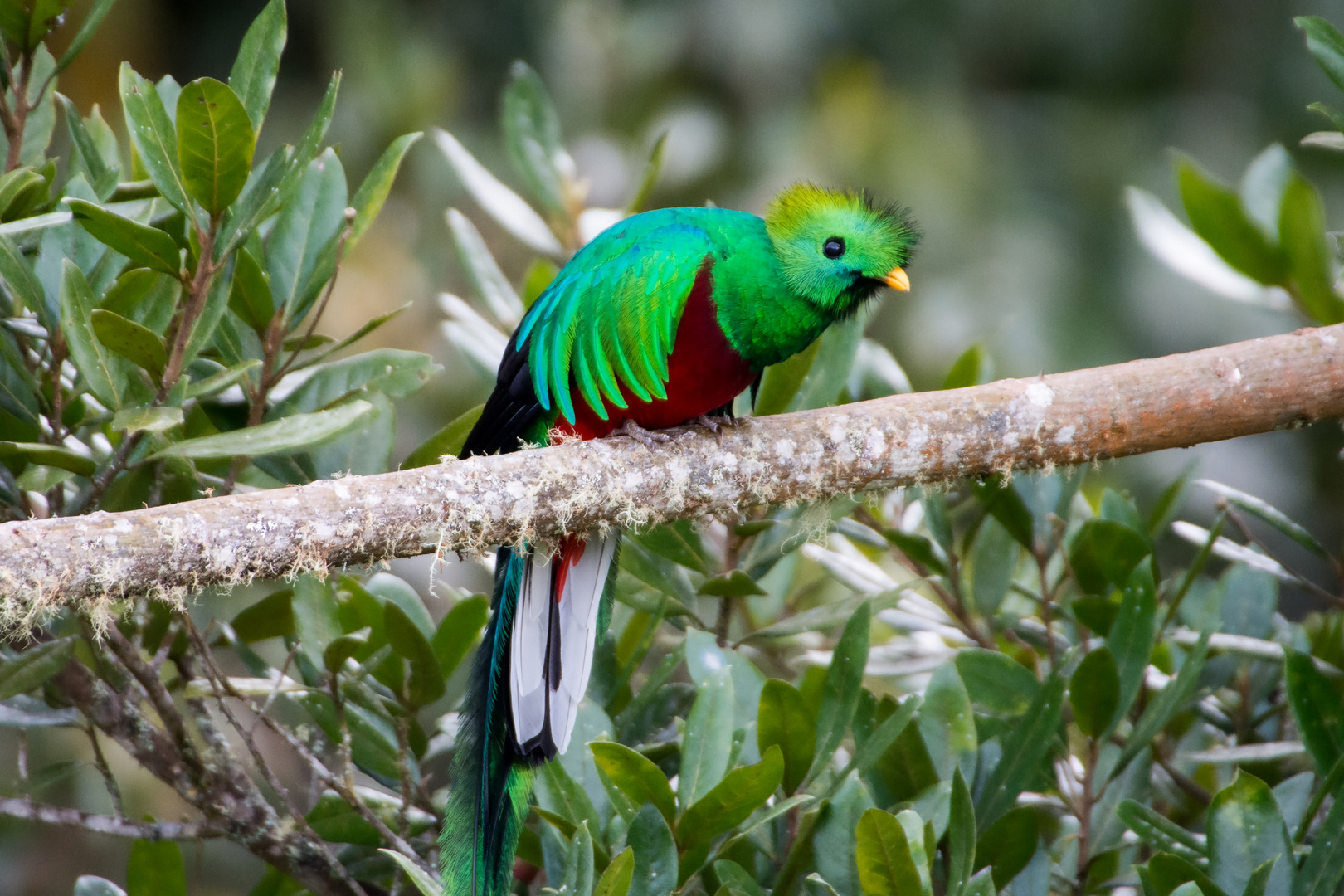 Quetzal (4) in San Gerardo de Dota